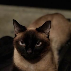 Meet your Posher, Harley